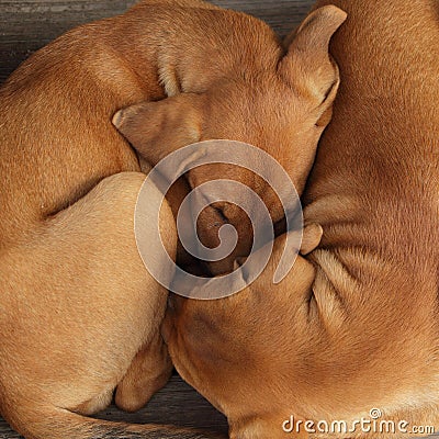 Close up of two cute dogs sleeping close together with their faces burrowed into each otherâ€™s Stock Photo